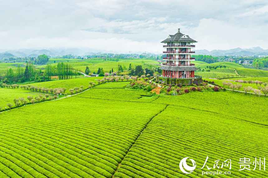 贵州湄潭：万亩茶海飘香