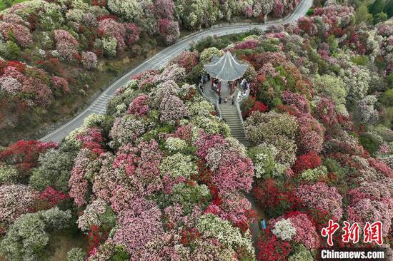 航拍百里杜鹃景区。中新网记者 瞿宏伦 摄