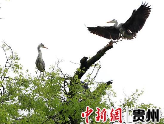 贵州习水：生态环境美 苍鹭偕春归