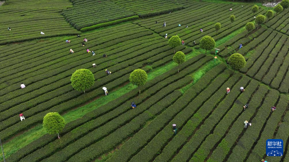 贵州余庆：产茶大县迎来春茶采摘高峰