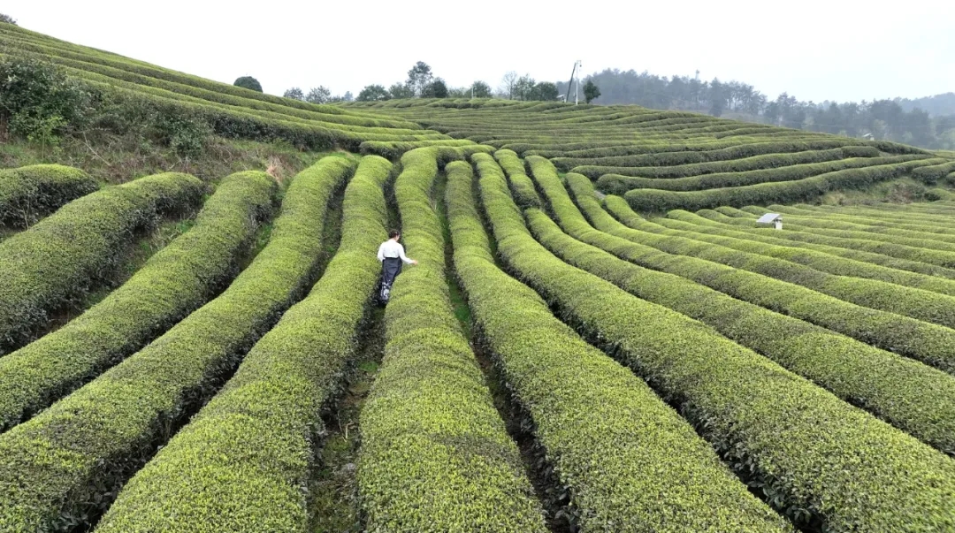 贵州开阳：富硒茶园进入采摘黄金期