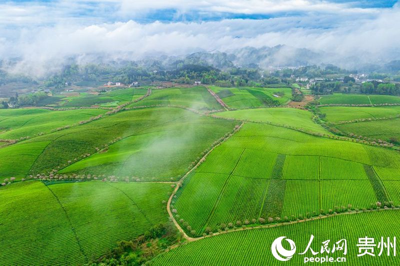 航拍贵州省遵义市湄潭县的万亩茶海景区。人民网 阳茜摄