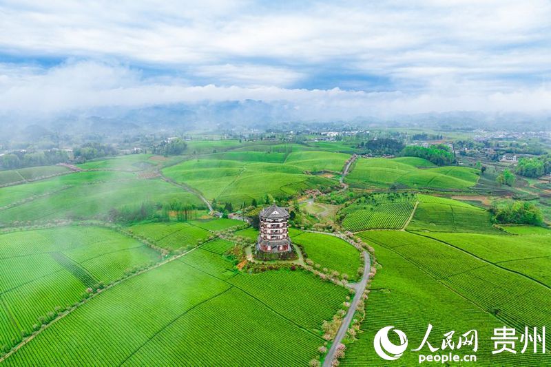 贵州湄潭：穿越万亩“茶海”看乡村振兴