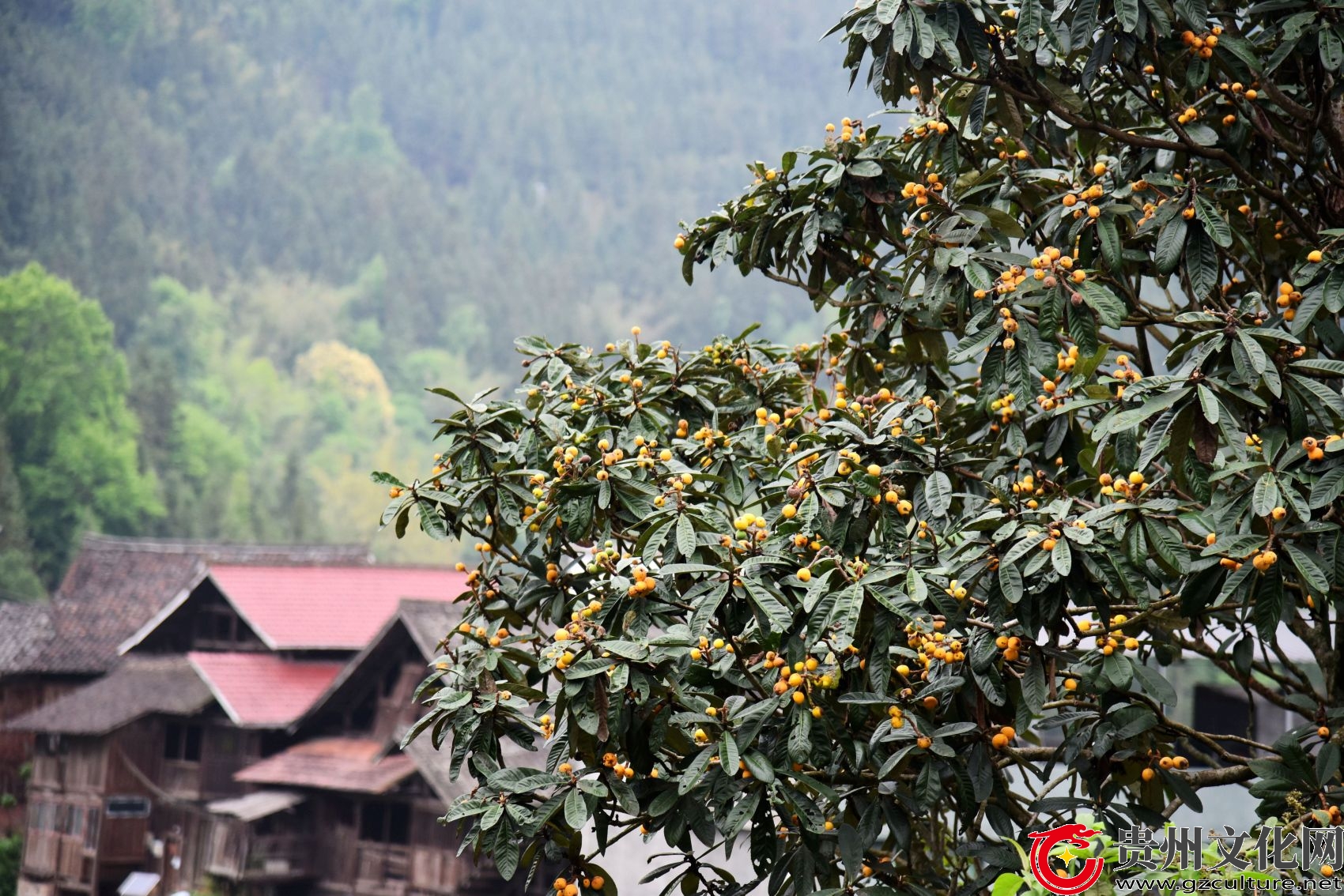 贵州从江：庭院枇杷扮靓乡村侗寨