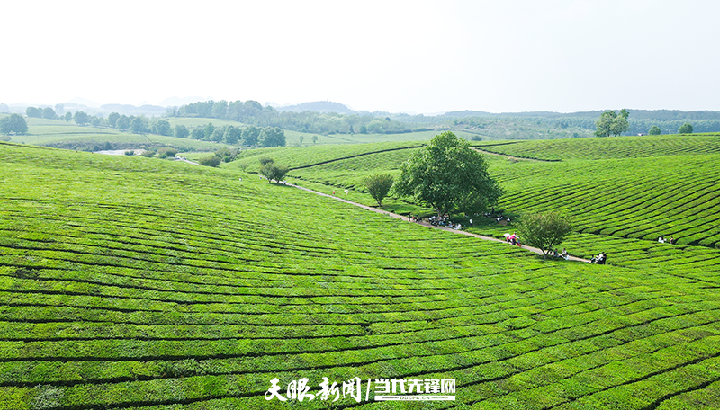 瞰见贵州四时景·春｜且赴茶山去 寻一场只此青绿