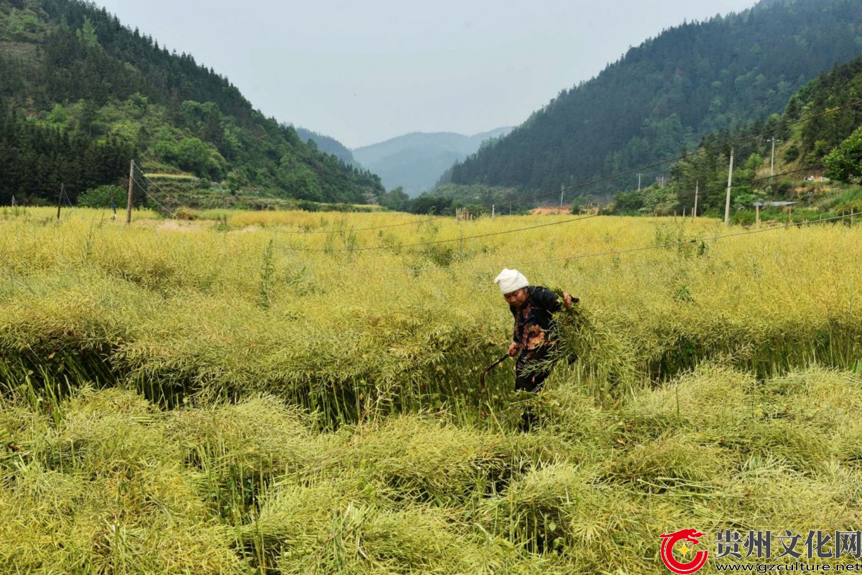 贵州从江：油菜丰收收割忙