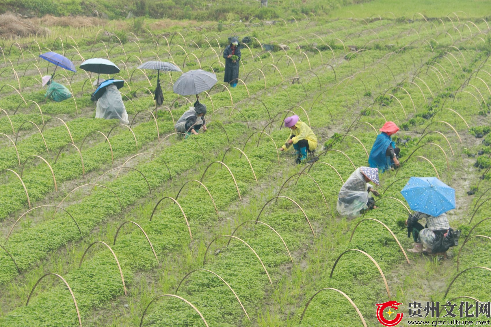 贵州从江：谷雨将至农事忙