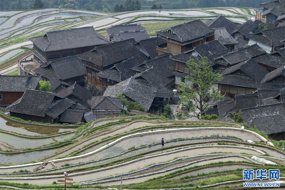 贵州从江：梯田景如画