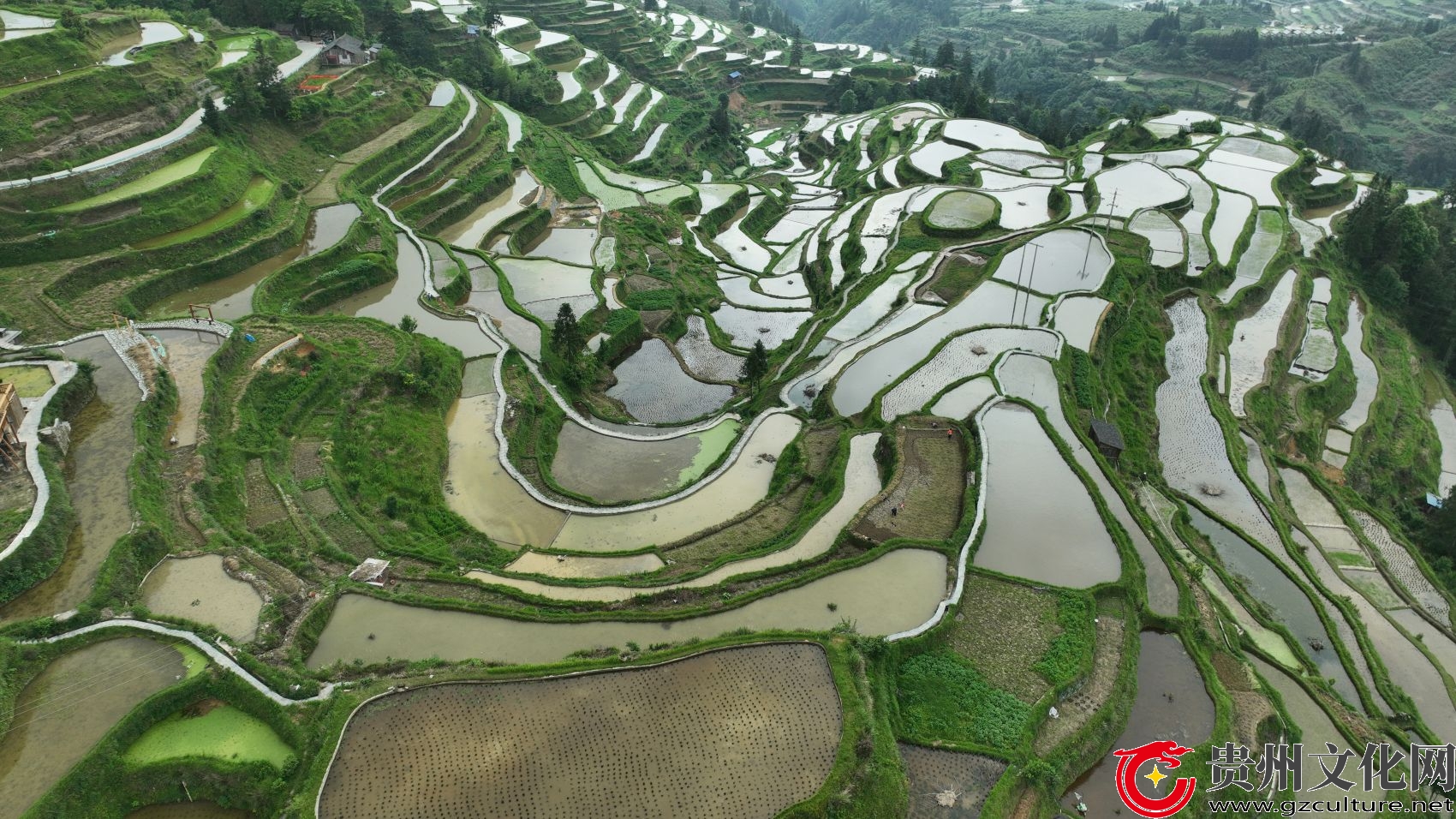 贵州黎平：耕耘天地间 梯田如画卷