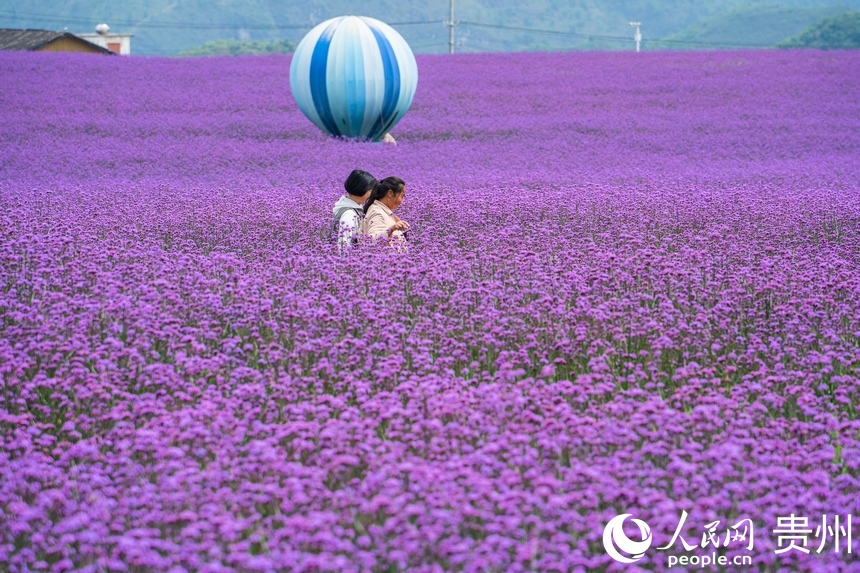 贵阳：徜徉紫色花海 解锁初夏浪漫