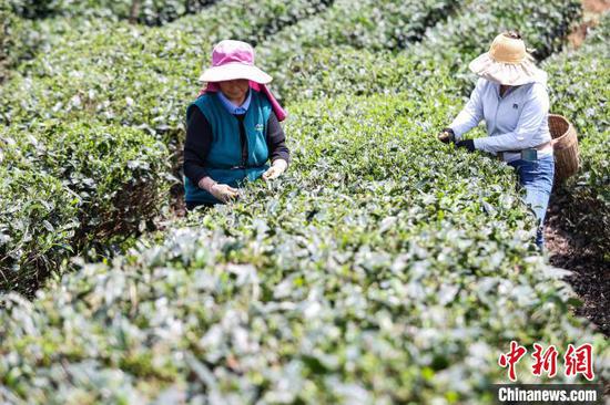 5月22日，茶农在凤冈县何坝街道的茶园采摘夏茶。中新网记者 瞿宏伦 摄