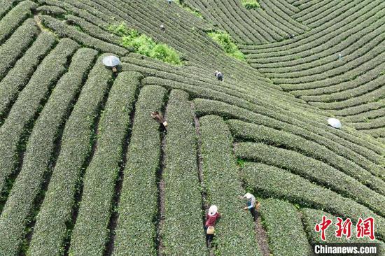 5月22日，茶农在凤冈县何坝街道的茶园采摘夏茶。中新网记者 瞿宏伦 摄