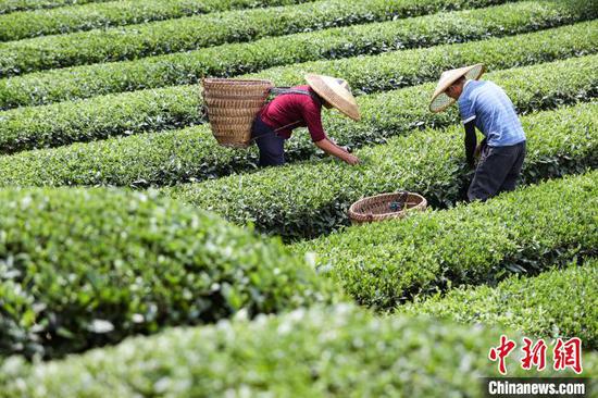 5月22日，茶农在凤冈县何坝街道的茶园采摘夏茶。中新网记者 瞿宏伦 摄