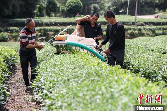 5月22日，茶农在凤冈县何坝街道的茶园用收茶机采收夏茶。中新网记者 瞿宏伦 摄