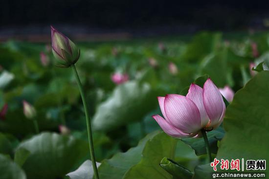 5月29日，拍摄安龙十里荷塘首批盛开的荷花，娇艳欲滴。江禾 摄