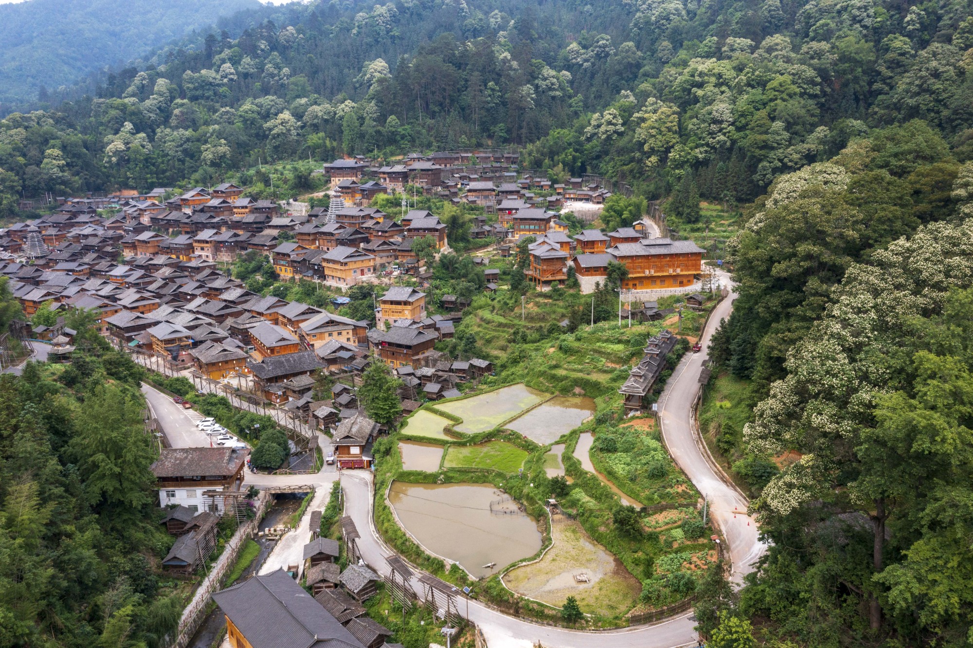 贵州从江：木荷花开 乡村如画