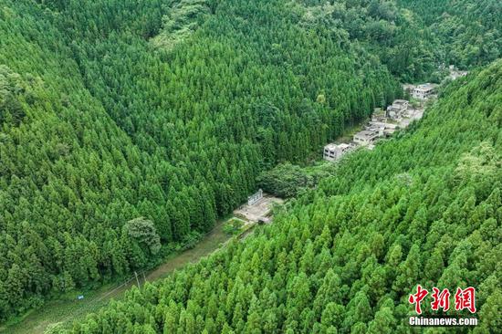 贵州大方单株碳汇林生态美