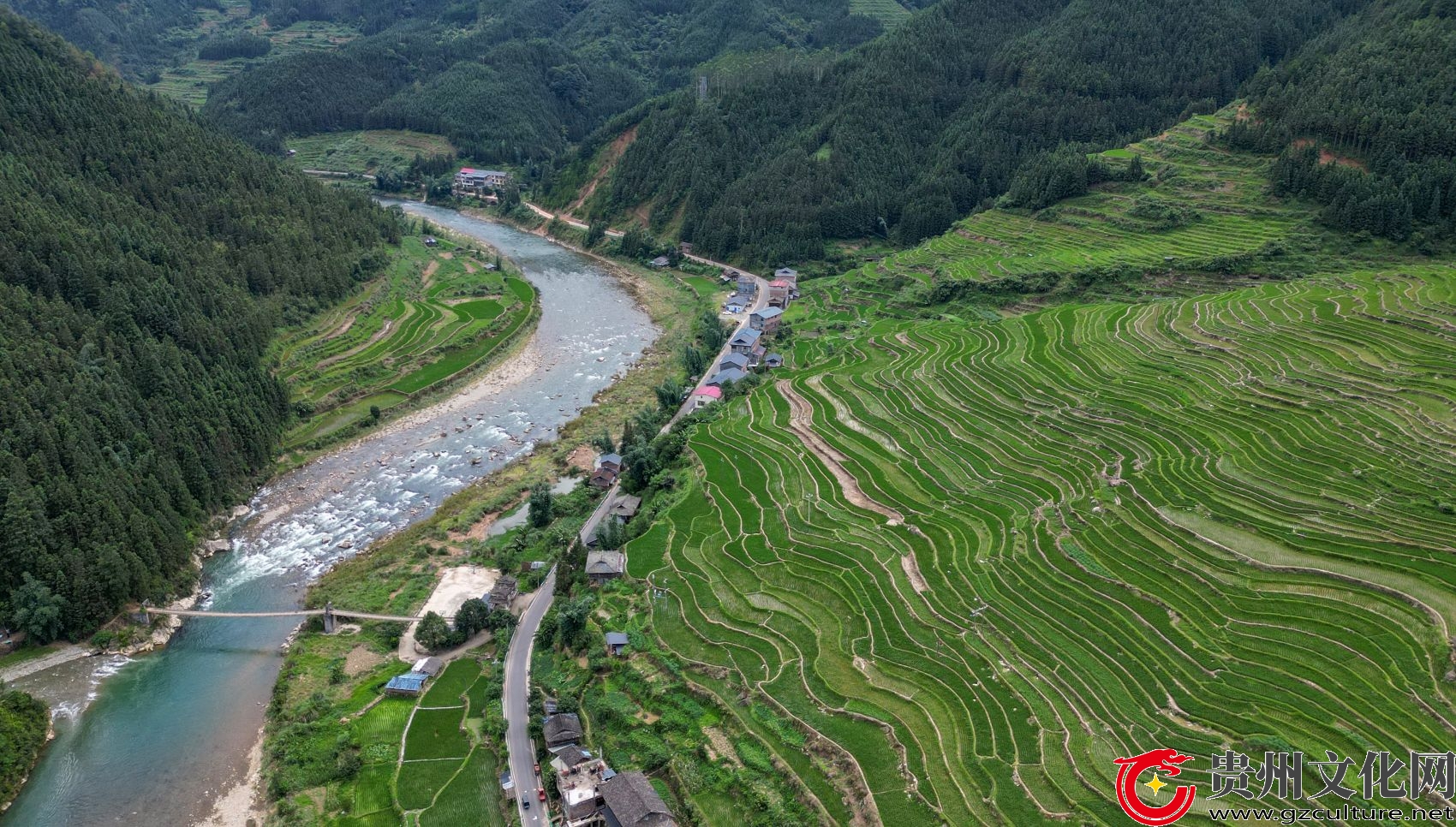 贵州从江：仲夏时节 梯田唯美