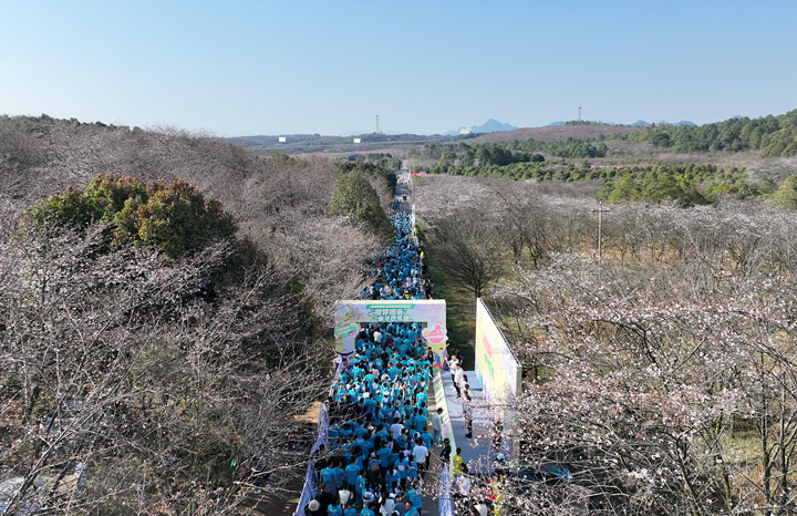 2024贵州·清镇樱花季系列活动亲子欢乐跑鸣枪开跑