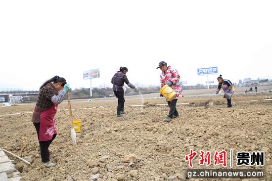 村民在施底肥。张海生摄