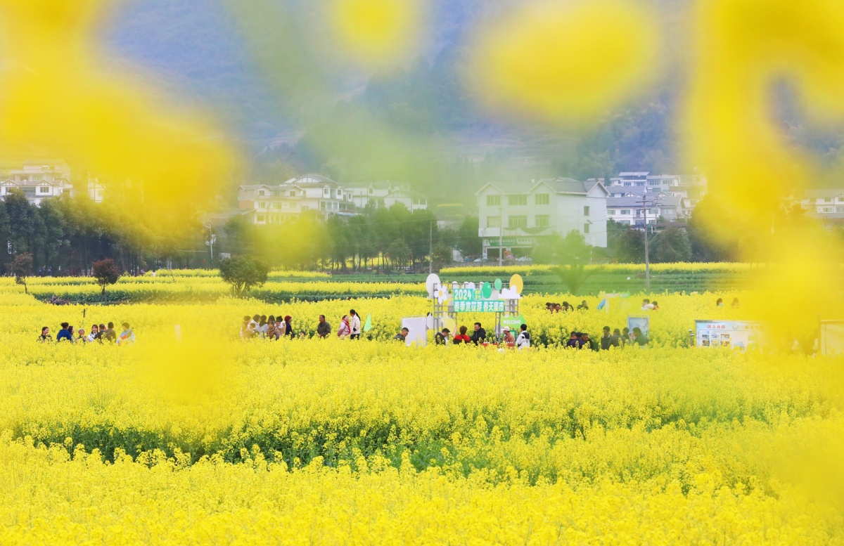 多彩贵州春之旅丨春风拂山岗，黔北花正香