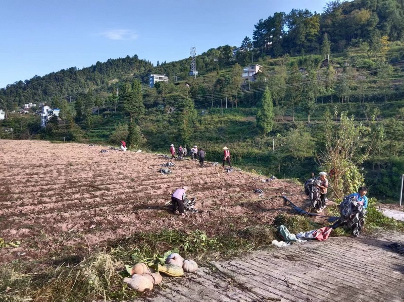 程寨镇石门村农户在田间整地。