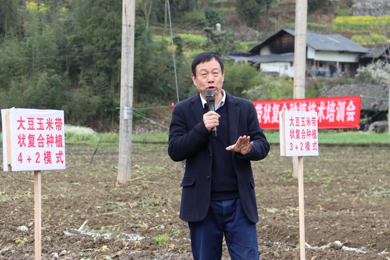 习水县农业农村局研究员范贵国在田间授课，讲解大豆玉米带状复合种植技术。